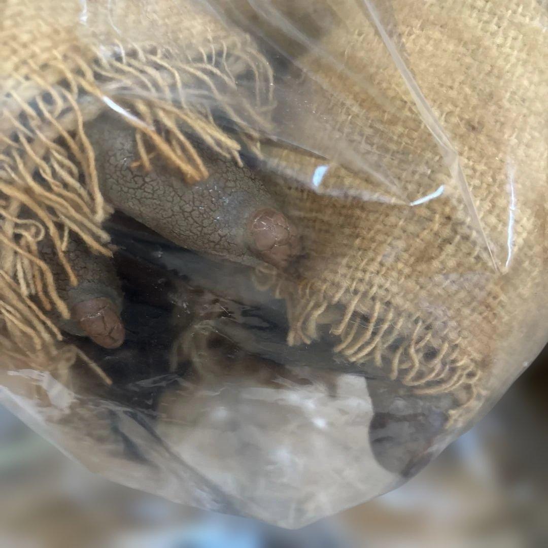 イリューシブ社製 スター・ウォーズ ヨーダ 限定 等身大 フィギュア