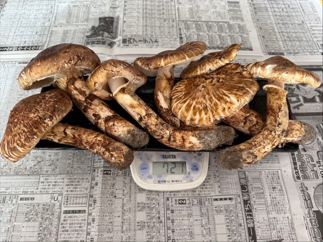 松茸 北海道 700g 訳あり ④