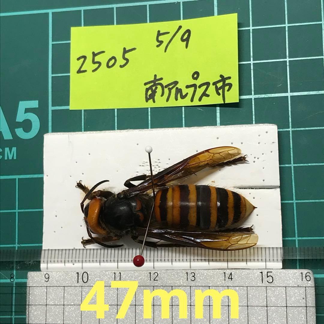オオスズメバチ 女王蜂 立体標本2505 - メルカリ