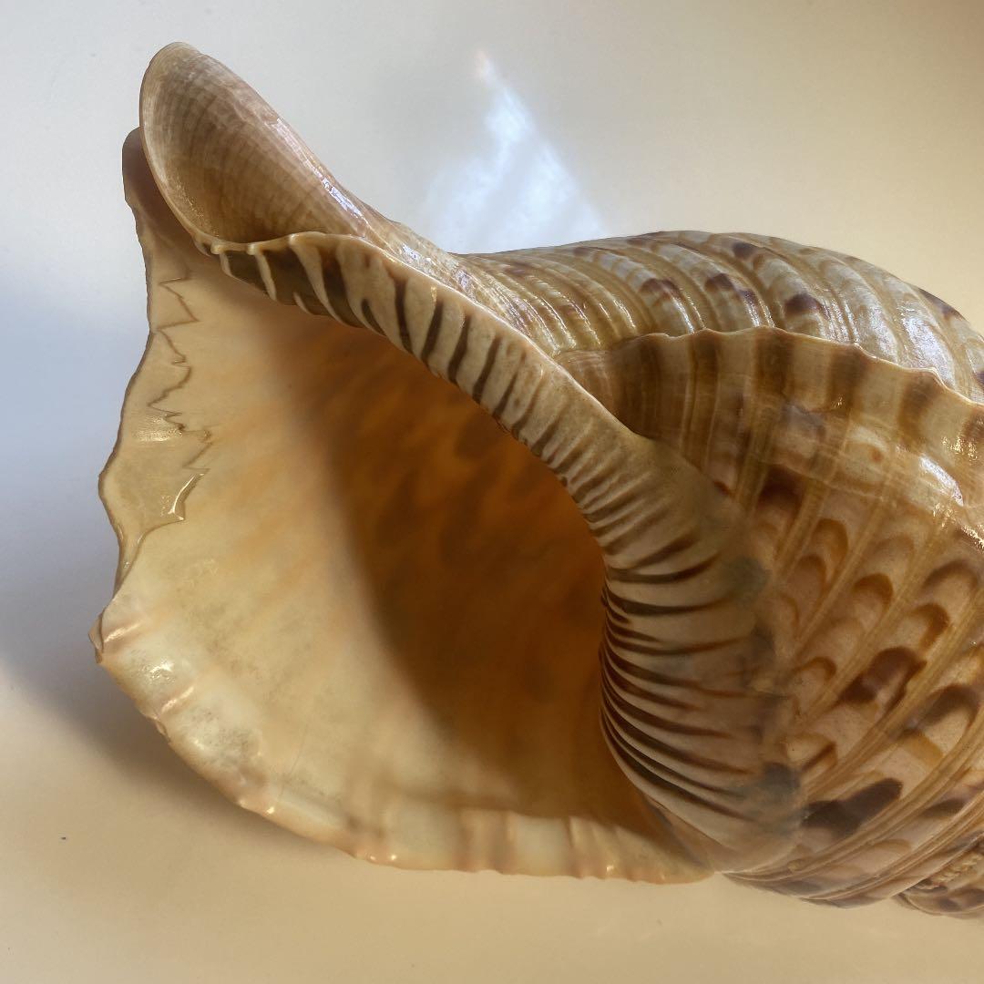 ホラ貝 法螺貝 天然 28cm