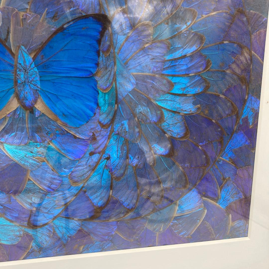 【レア】　モルフォ蝶　アート　標本　芸術　コレクション　海外　昆虫 13上