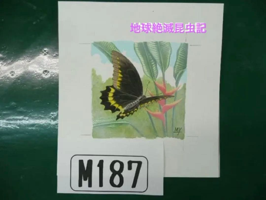 地球 絶滅昆虫記 の挿絵 四本充氏の原画（アンチグアキオビ