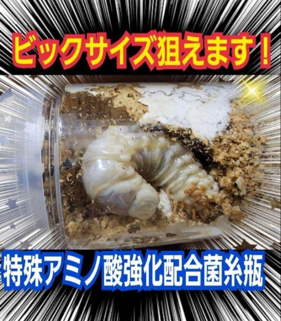 Amazon | 【3個セット】菌糸ビン 1400cc ヒラタケ 二次発菌 クリア