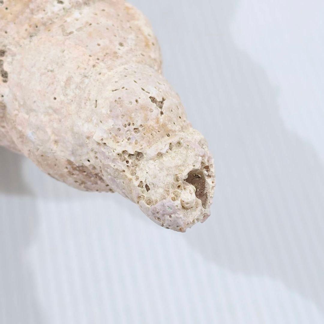 法螺貝 魔除け ほら貝 ホラ貝 30cm オブジェ - メルカリ