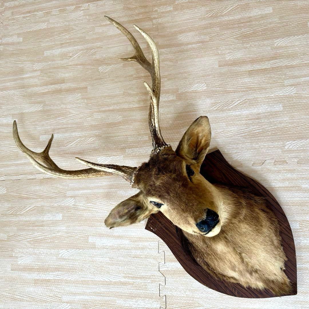 ムース ヘラジカ ヘラ鹿 角 ハンティングトロフィー オブジェ
