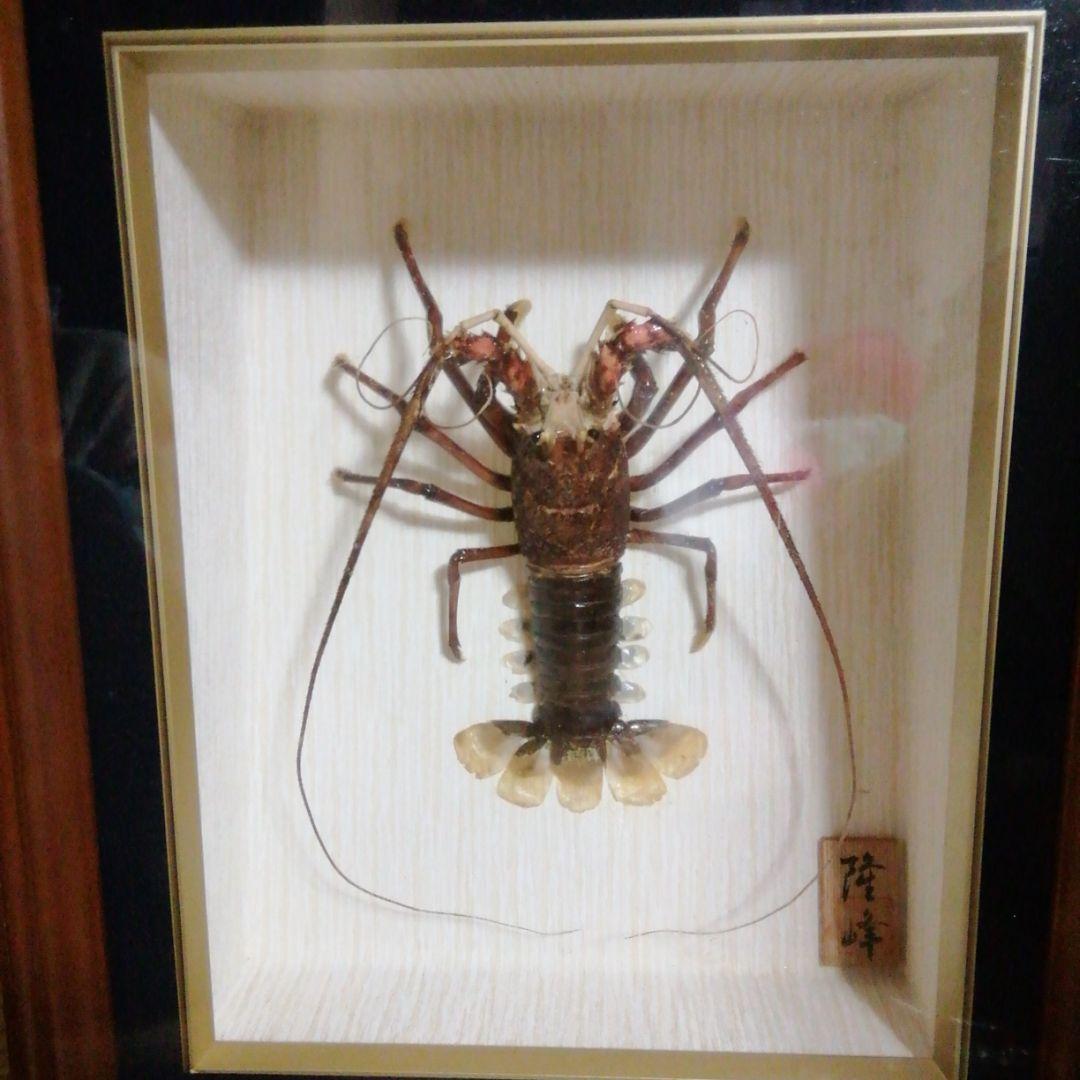 伊勢エビの剥製額縁入り - メルカリ