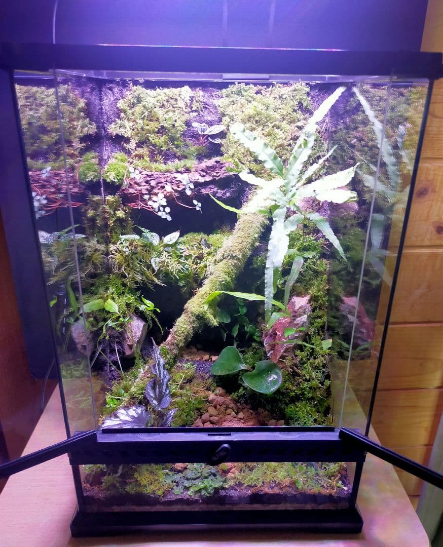 隠れ家つき自然の中の飼育箱ケースの中の苔テラリウム 隠れ家付き、