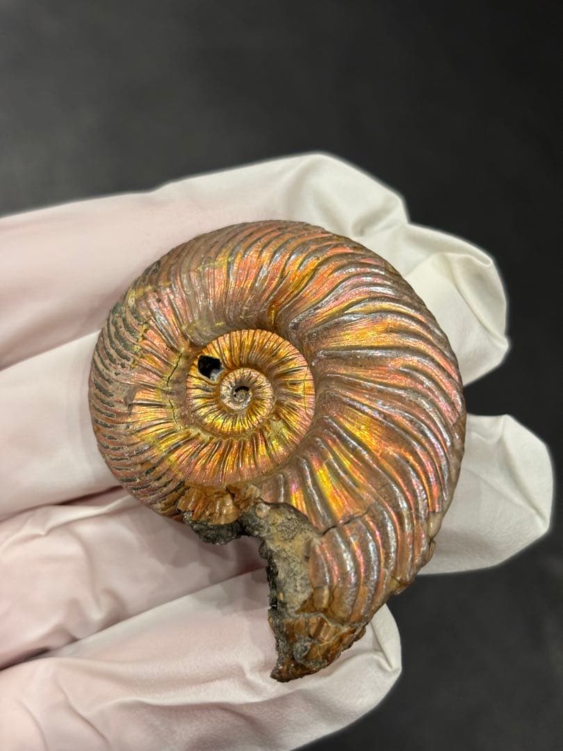 化石　クエンステッドセラス　アンモナイト 人気！全体が黄鉄鉱によって置換されている、ロシア産のアンモナイト