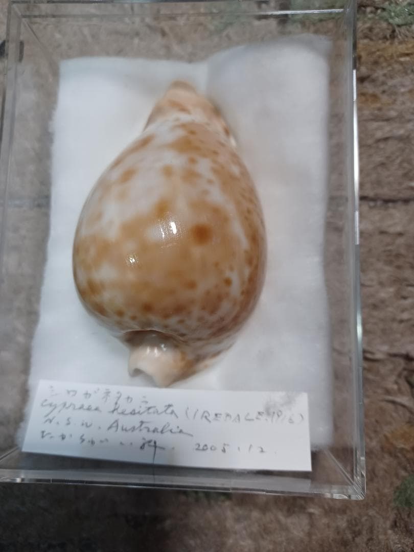 タカラガイ、シロガネダカラ タカラガイ・イモガイ