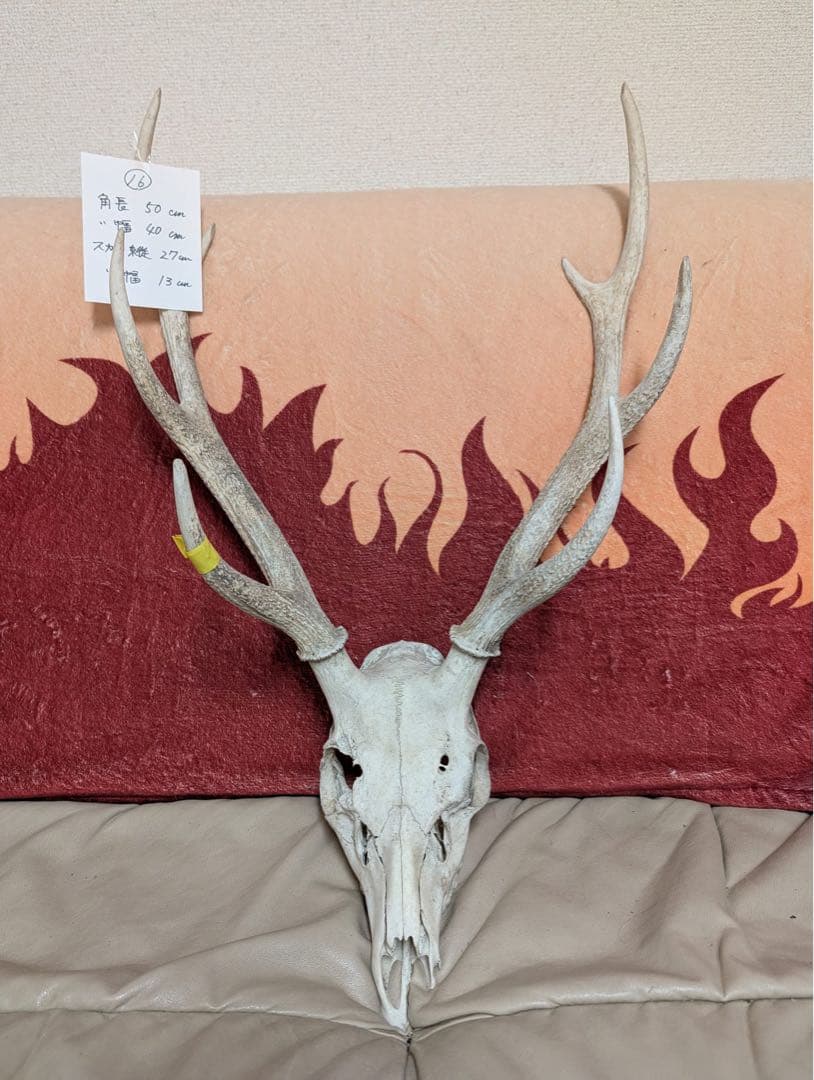 外国産蝶標本】オオアカボシウスバ♂/青海省.安固灘産/58.6mm