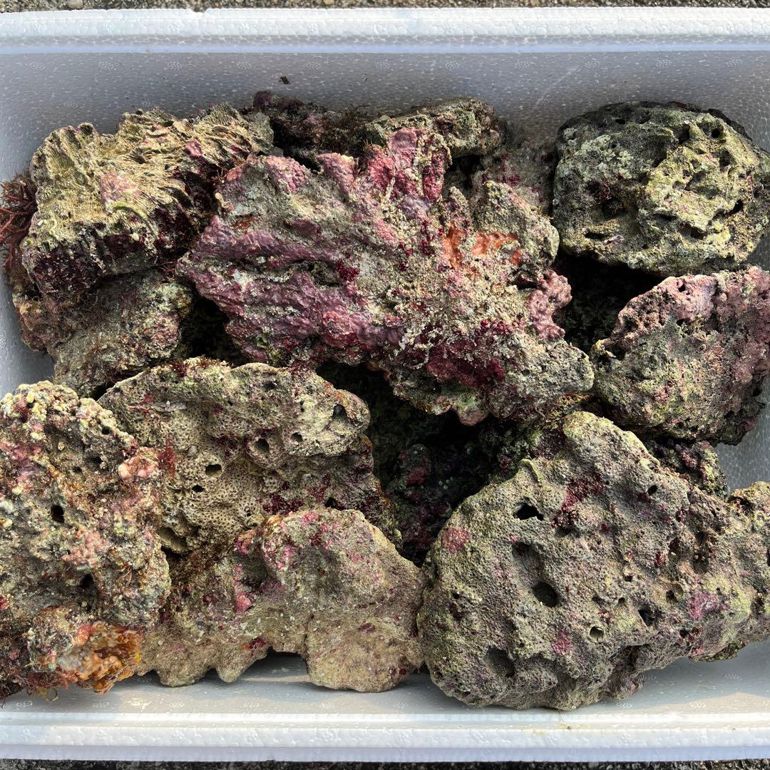 天然ライブロック ビーフカツレツ