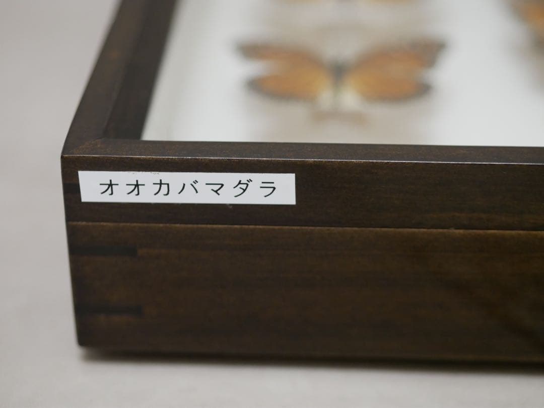 蝶標本 オオカバマダラ各種 リルマダラ亜属 産地別コレクション研究用