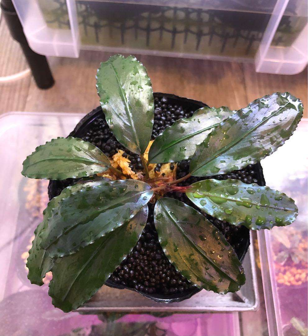 陰性水草の王様的存在ブセファランドラBlack ghost - メルカリ