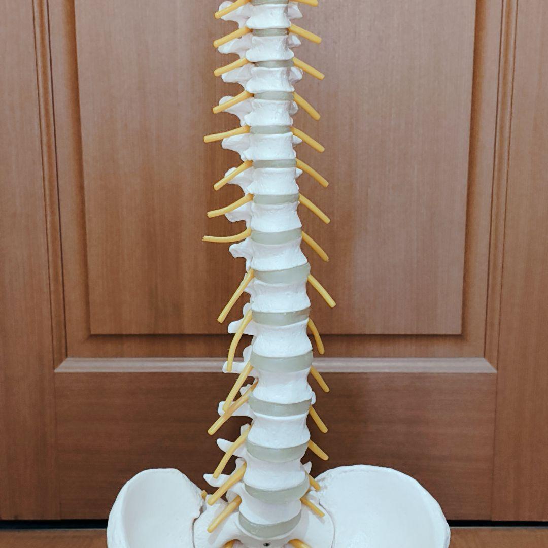 医学玄人 脊椎 骨盤 骨格模型 igakuro スタンド付き - メルカリ