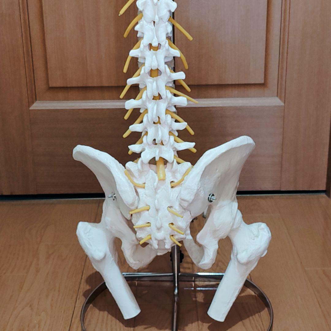 医学玄人 脊椎 骨盤 骨格模型 igakuro スタンド付き - メルカリ