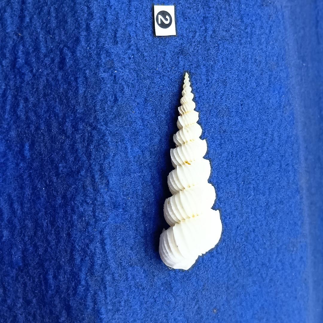 ②-1貝標本ヤエバイトカケ（蓋付） ②-1貝標本ヤエバイトカケ（蓋付） ①-1