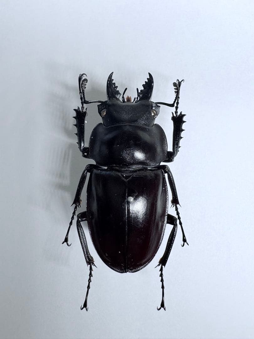 西表島 ヤエヤママルバネクワガタ【標本】 規制前野外品＋