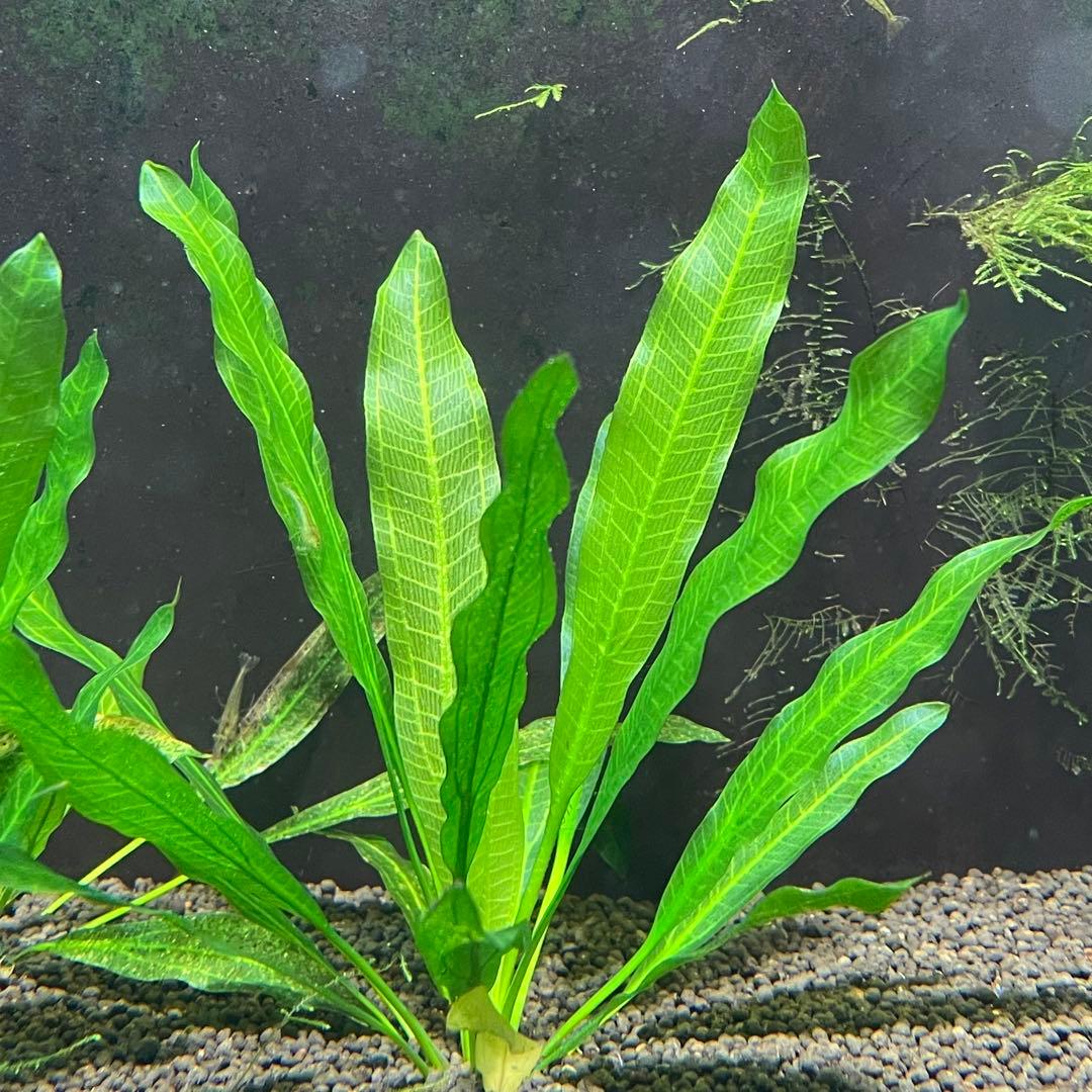 エキノドルスホレマニーグリーン座標軸1株 8番 - メルカリ