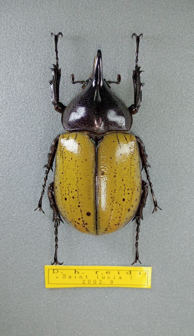 超希少！ ヘラクレス・レイディ♂野外標本 - メルカリ