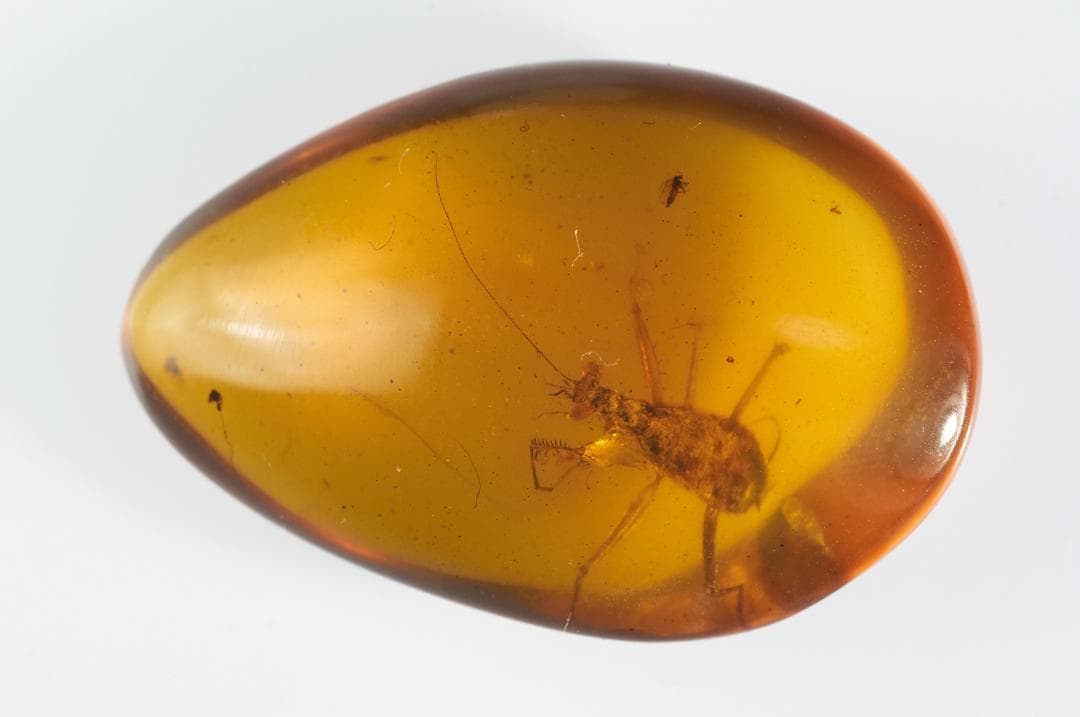 レア極上品 PA0091虫入り琥珀化石 ミャンマーカムティかタナイ9900万年