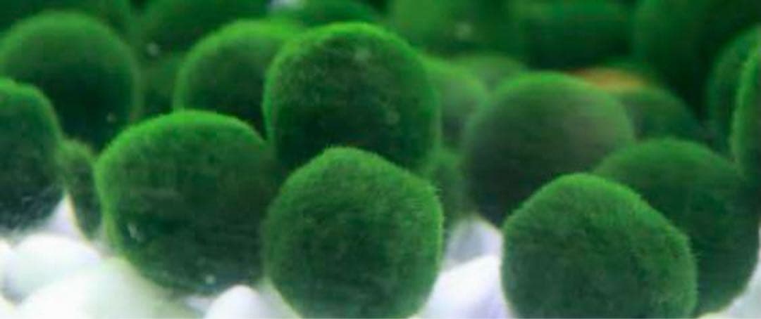 国産マリモ 2個 無農薬 約1cm 癒しマリモ まりも - メルカリ