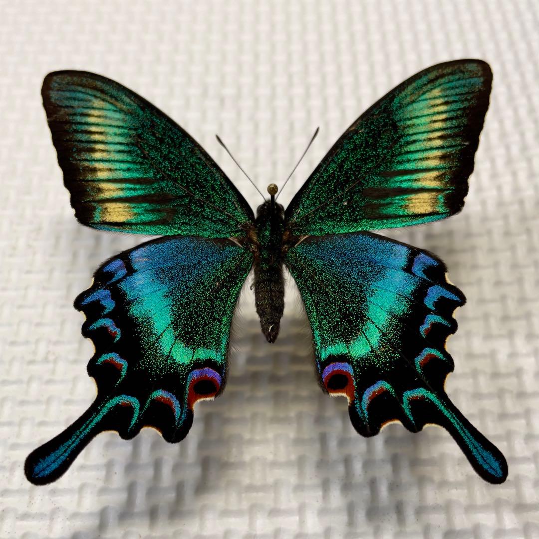 蝶標本　北海道産　極美麗ミヤマカラスアゲハ春型♂ 飼育品　完品　⭐️マイコレに‼️