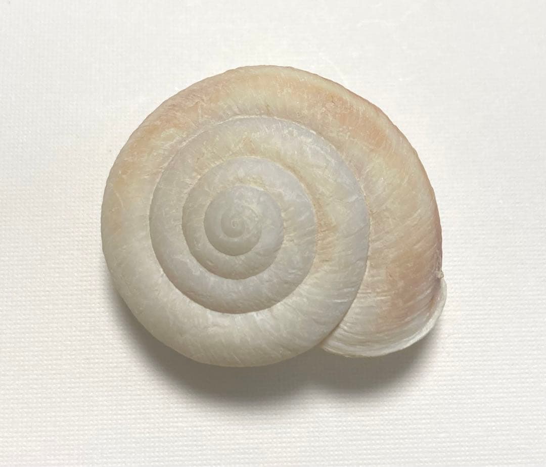 小笠原諸島 貝殻 標本 ヒロベソカタマイマイ 陸貝 化石