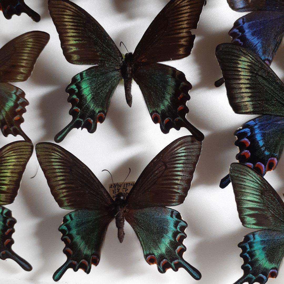 蝶標本 ミヤマカラスアゲハ(春型夏型 ♂️♀53頭)大型ドイツ標本