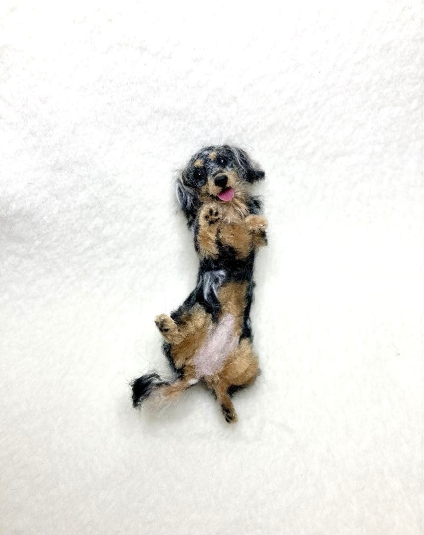 モールアート☆ミニダックスダップル☆へそてん モールアート☆ミニ