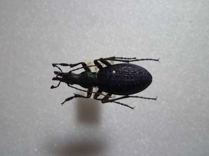 国産オサムシ標本】オシマルリオサムシ♂/北海道.雲石峠産/30mm