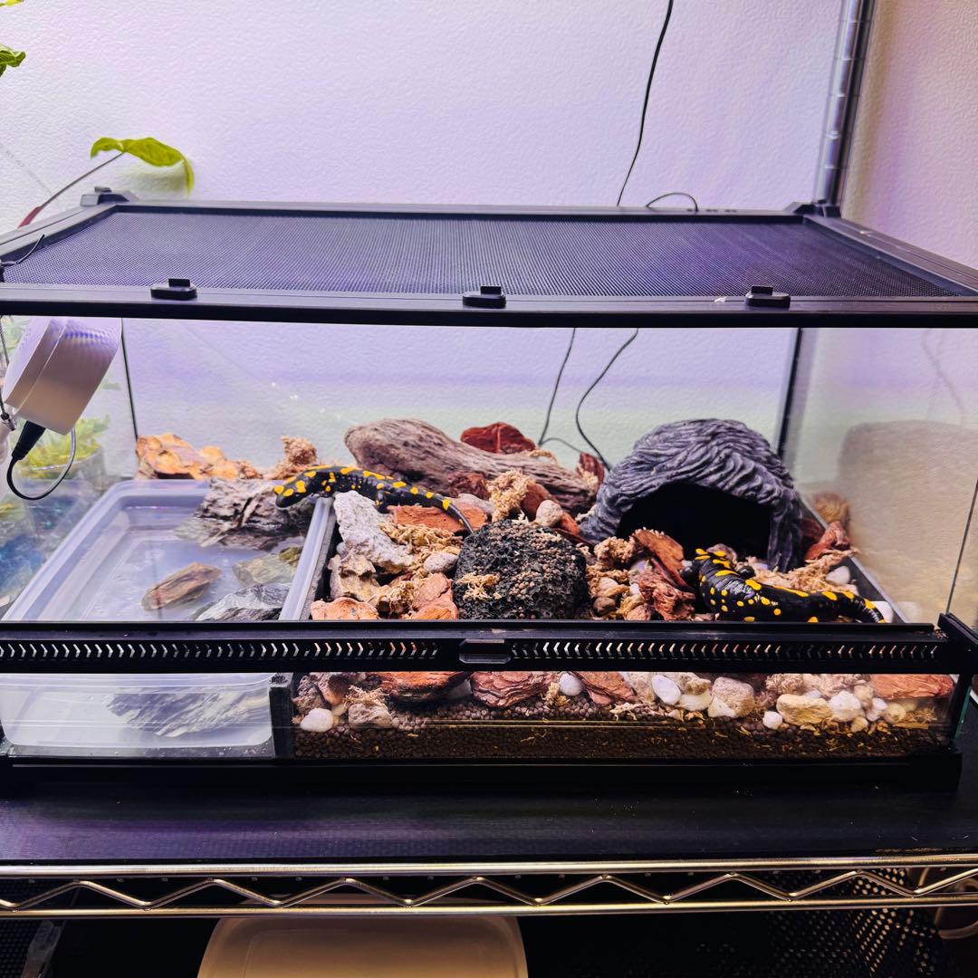 爬虫類 両生類 飼育ケージ 前開き 50×30×25cm