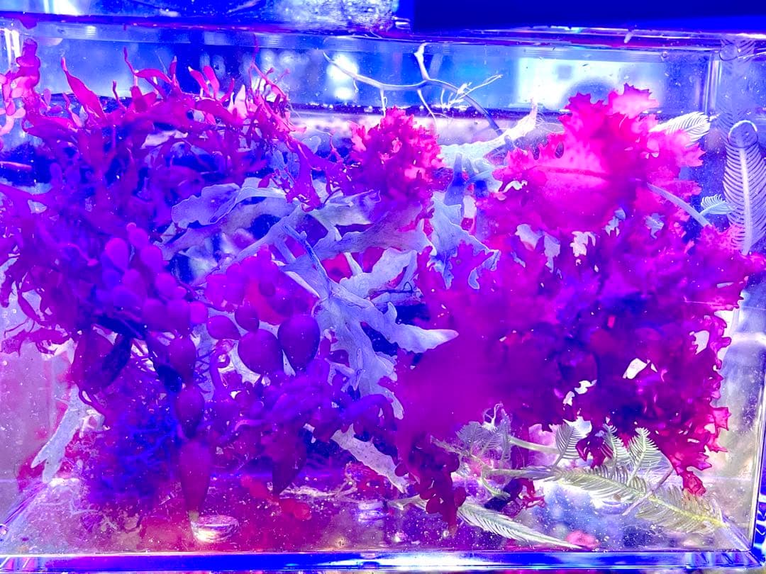 匿名宅急便配送】 海藻 紅藻 気まぐれ出品！ （現品+緑藻のセット）