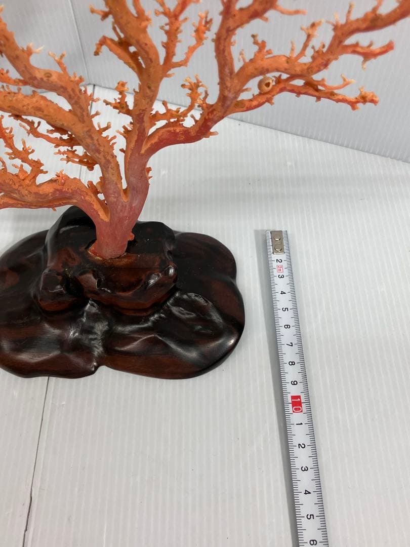 血赤珊瑚原木】希少！＊血珊瑚＊天然 原木 サンゴ オブジェ 手渡し推奨