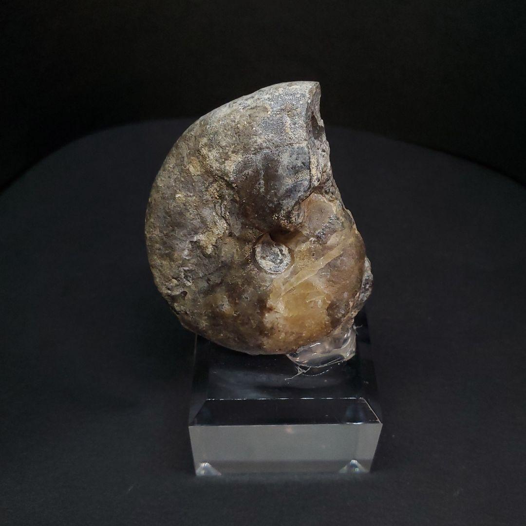 アンモナイト 三畳紀  本物 ノルウェー産 41.52mm 土台付き fan7