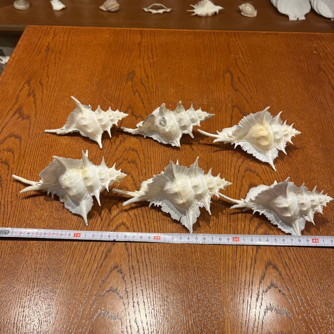 下*田様 【最終在庫】　美品　東シナ海産　蓋付き　ガンセキバショウ　6点セット