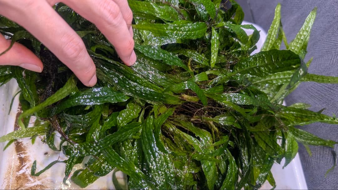 超特大！ LA便 ミクロソリウム ミンダナオ