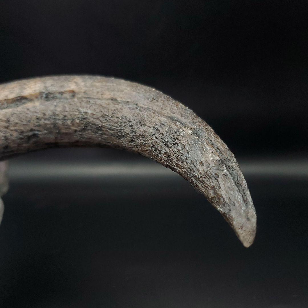 スピノサウルス 爪 レプリカ 178.54mm spr1