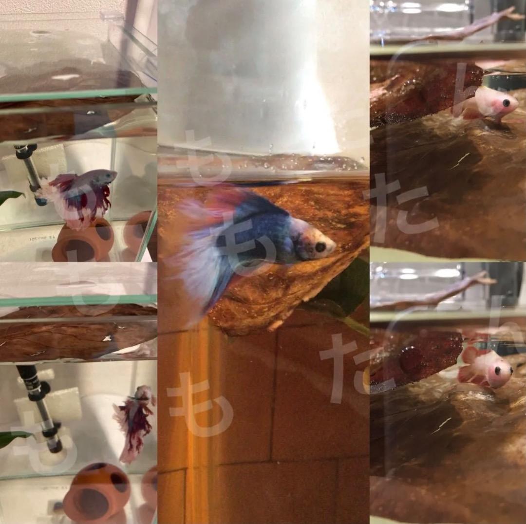 ミニサイズ 16枚 高圧蒸気滅菌済み沖縄県産無農薬モモタマナ - メルカリ