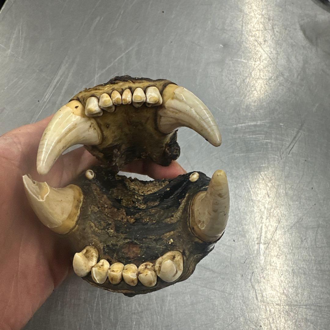 北海道産　熊　乾燥ヒグマの牙