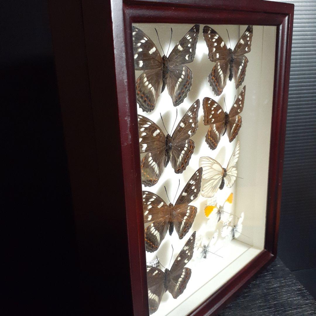 蝶標本 オオイチモンジ、クモマツマキチョウ、ミヤマシロチョウ