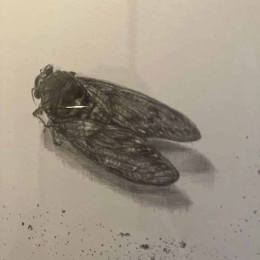 セミの鉛筆画 A4サイズ 艶消しゴールド額装