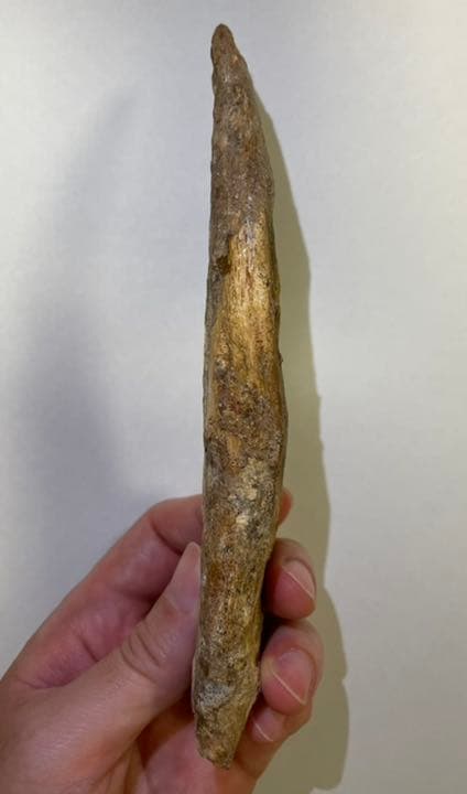 2024 スピノサウルスのハンドクロウ（爪） 化石 恐竜 スピノサウルス