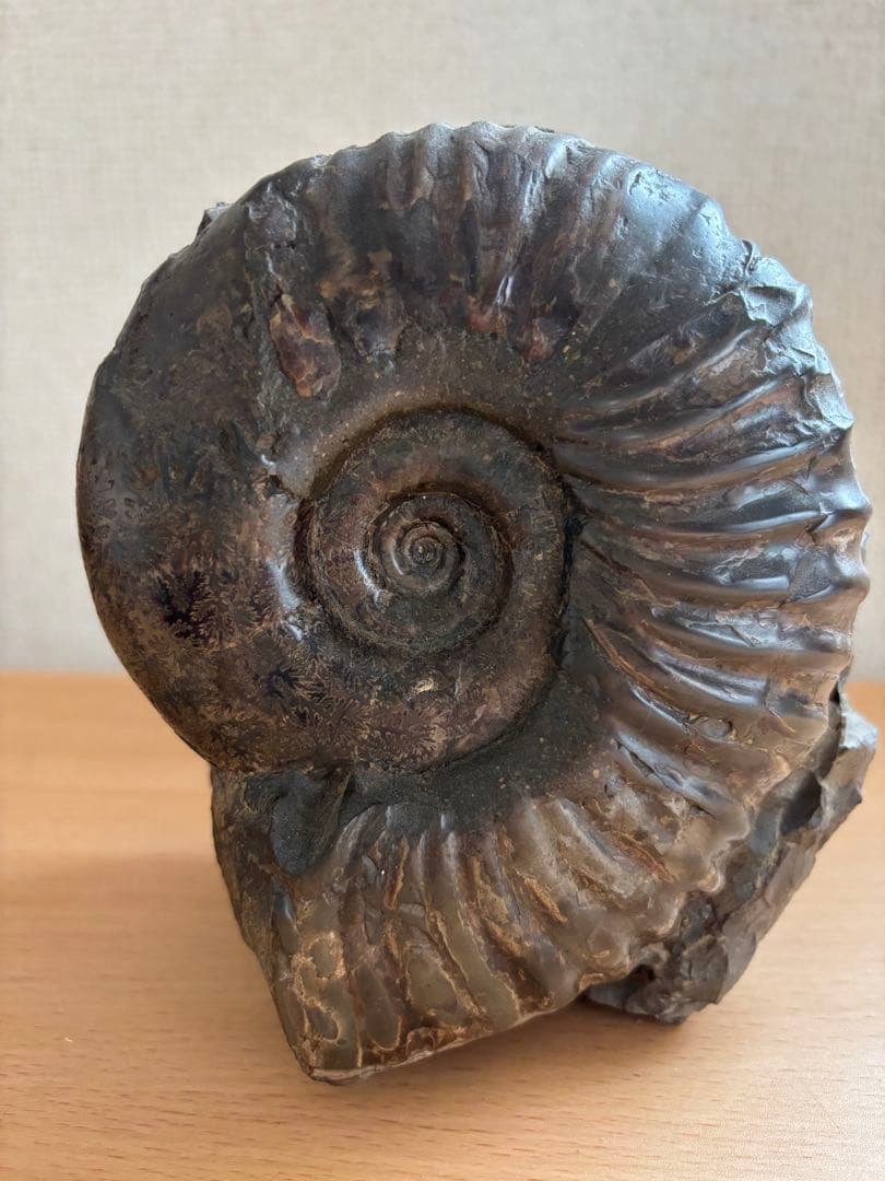 北海道産　アンモナイト　2500g置き物 北海道産 アンモナイト 2500g置き物 北海道産 アンモナイト 2500g置き物