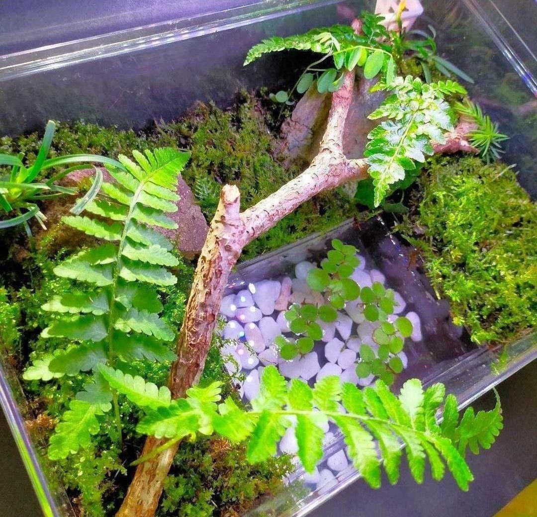 自然中の飼育箱、苔テラリウム(枝でアーチ) 虫 飼育