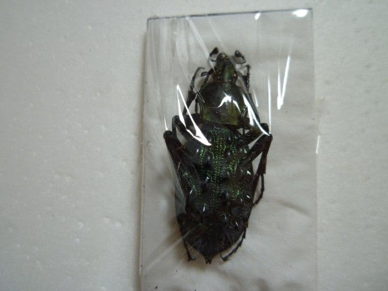 【外国産オサムシ標本】イボカブリモドキ/甘粛省.文県南山産/39.6mm 外国産オサムシ標本】イボカブリモドキ/湖北省.建始産/38.2mm 【WD】《イボ