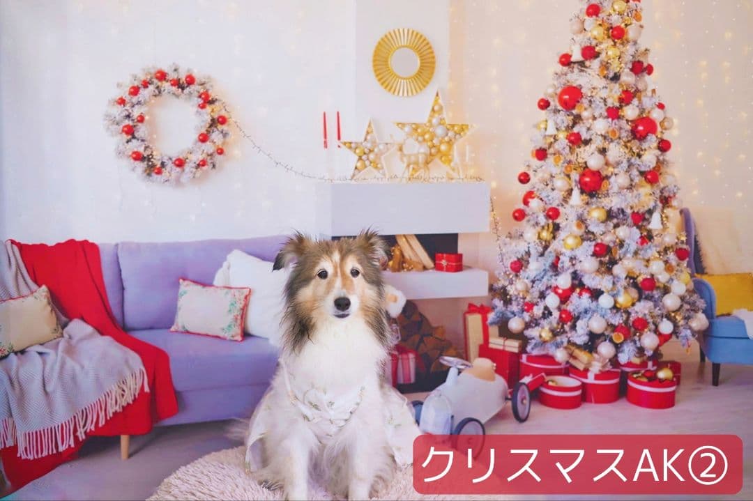 背景布クリスマスU② ペット撮影用フォトブース トリミングチョーカー