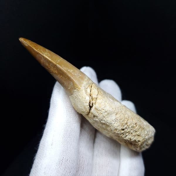 美品 歯根付き モササウルス 化石 本物 モロッコ産 85.40mm mos9