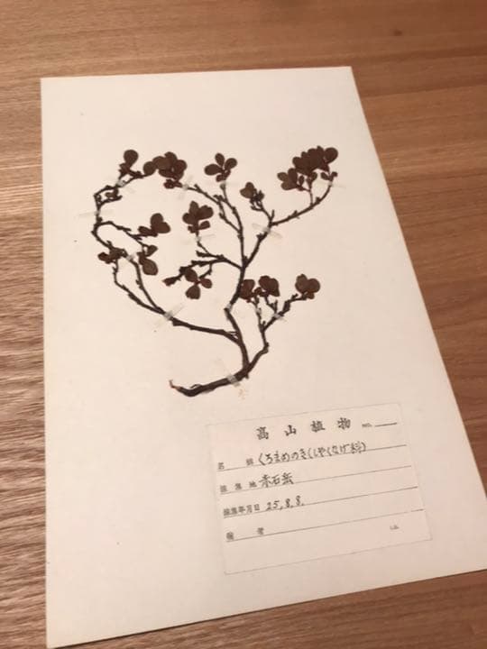 アンティーク 植物標本 高山植物 全57種