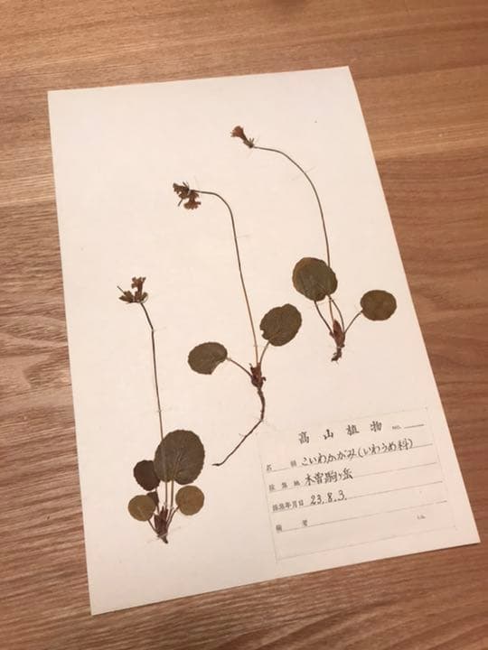 アンティーク 植物標本 高山植物 全57種