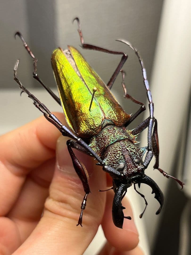 【赤黄緑青】ルリオニカミキリ ムラサキオニノコギリカミキリ キンオニ標本 赤黄緑青】ルリオニカミキリ ムラサキオニノコギリカミキリ キンオニ